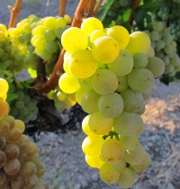 Summer-2012-grapes